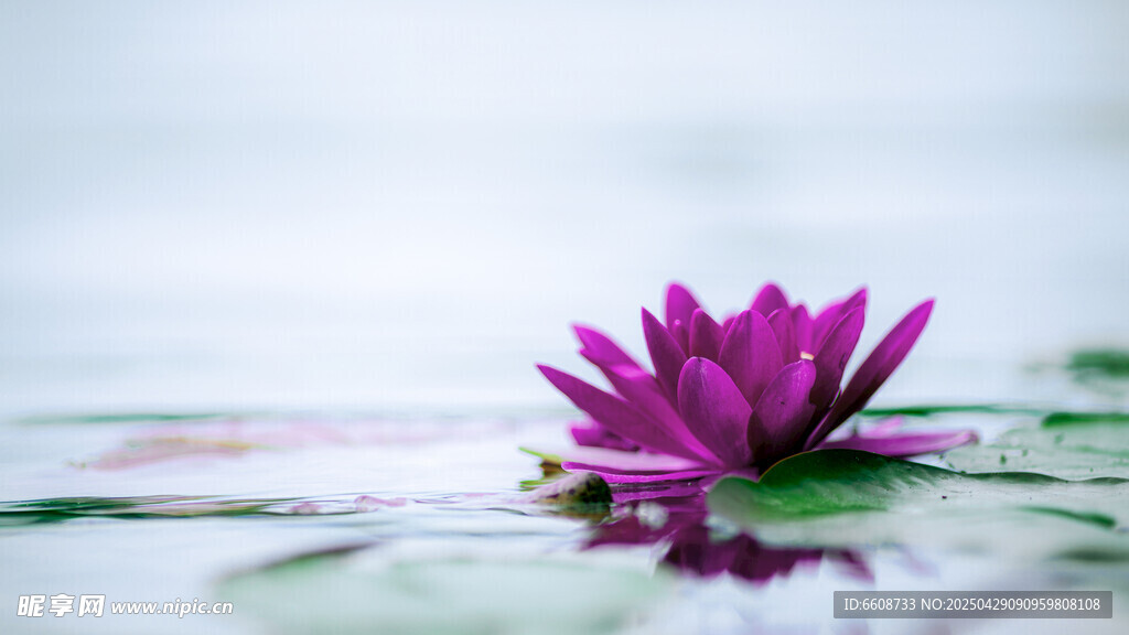 水中綻放的紫色睡蓮