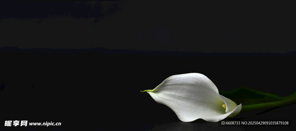 優(yōu)雅白掌花特寫