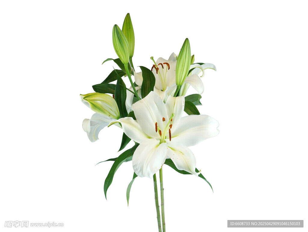 白色百合花綻放