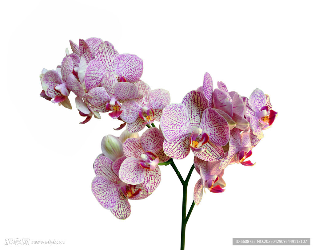 粉色蝴蝶蘭花卉特寫(xiě)