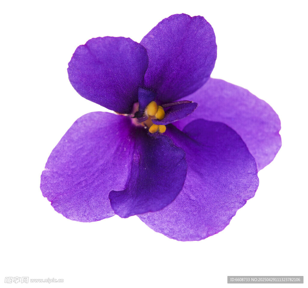 紫色單朵堇菜花