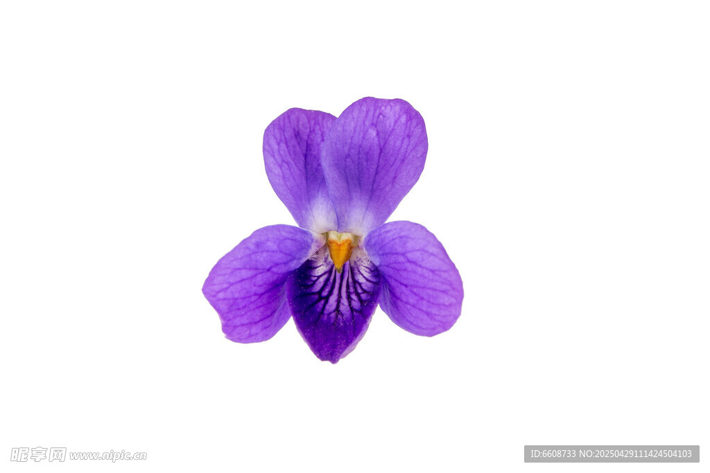 紫色堇菜花特寫