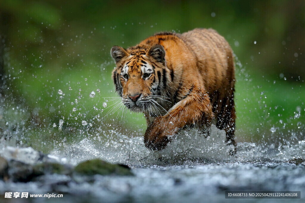 猛虎踏水前行