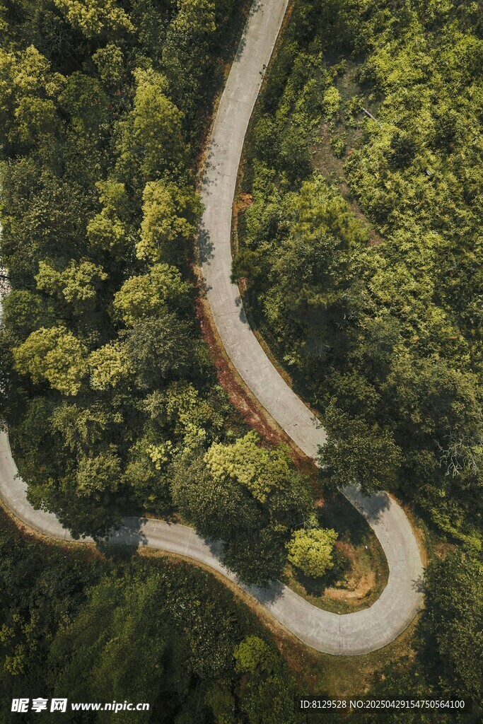 蜿蜒山路穿梭于蔥郁林間