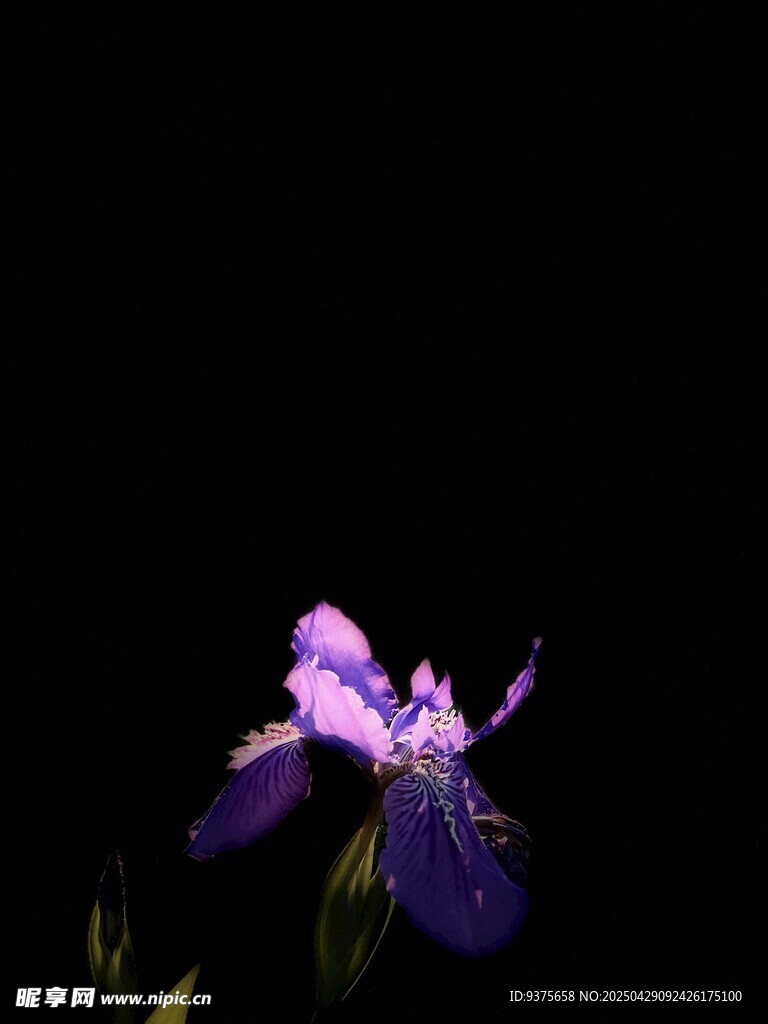 紫色鳶尾花特寫