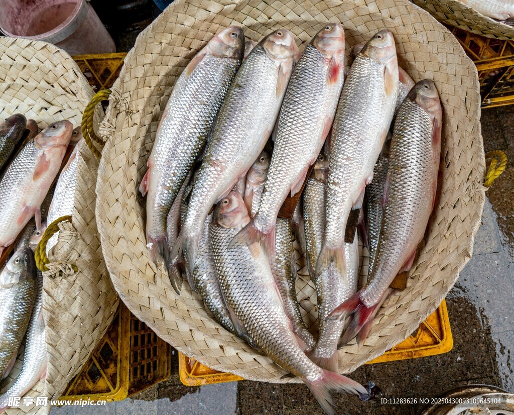 新鮮海魚擺放在竹筐中