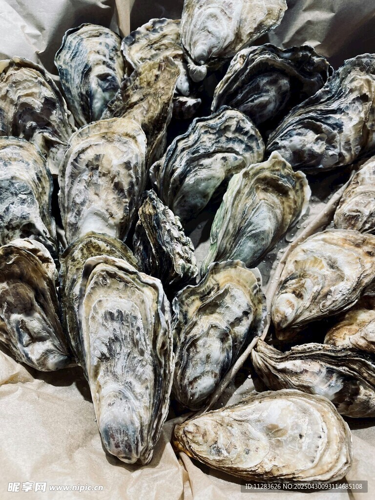 新鮮牡蠣堆疊展示