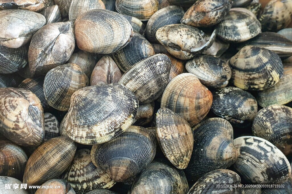 一堆花蛤貝類海鮮