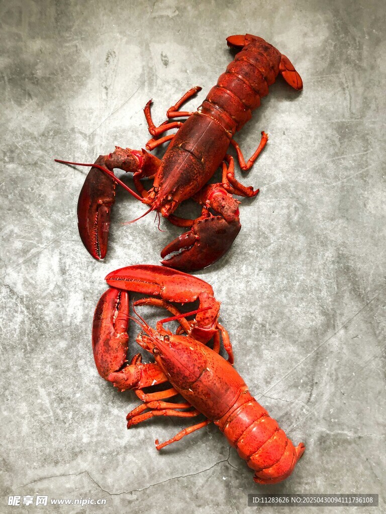 鮮活大龍蝦特寫