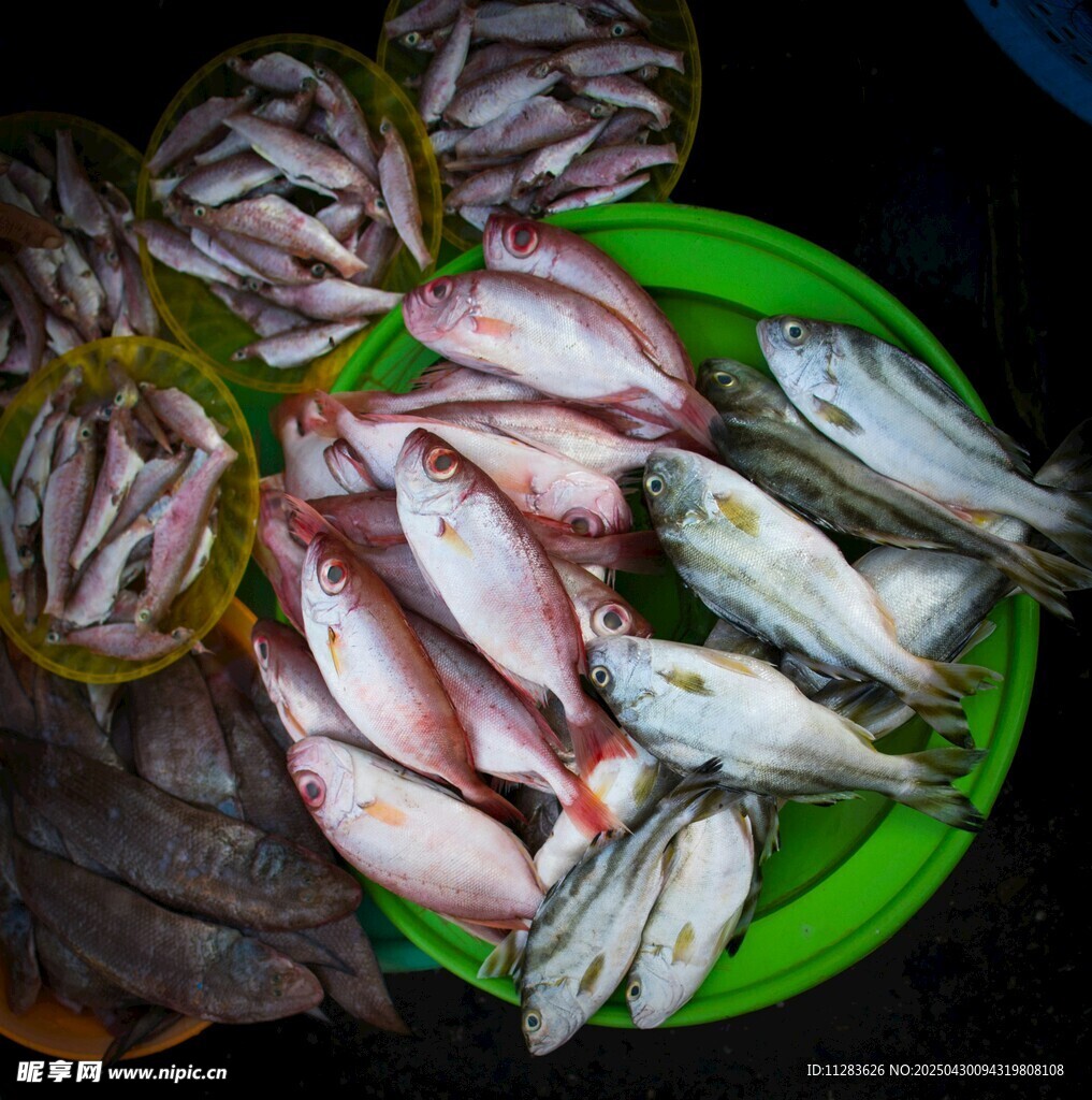 新鮮海魚待售