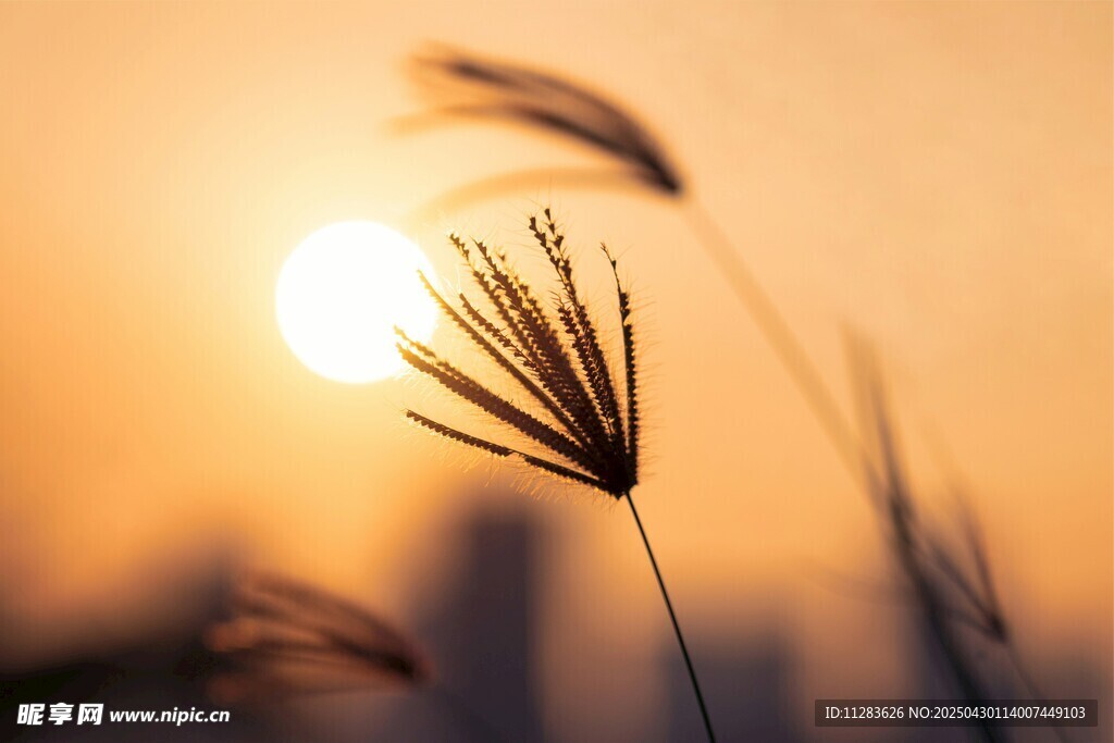 夕陽下的纖細草莖
