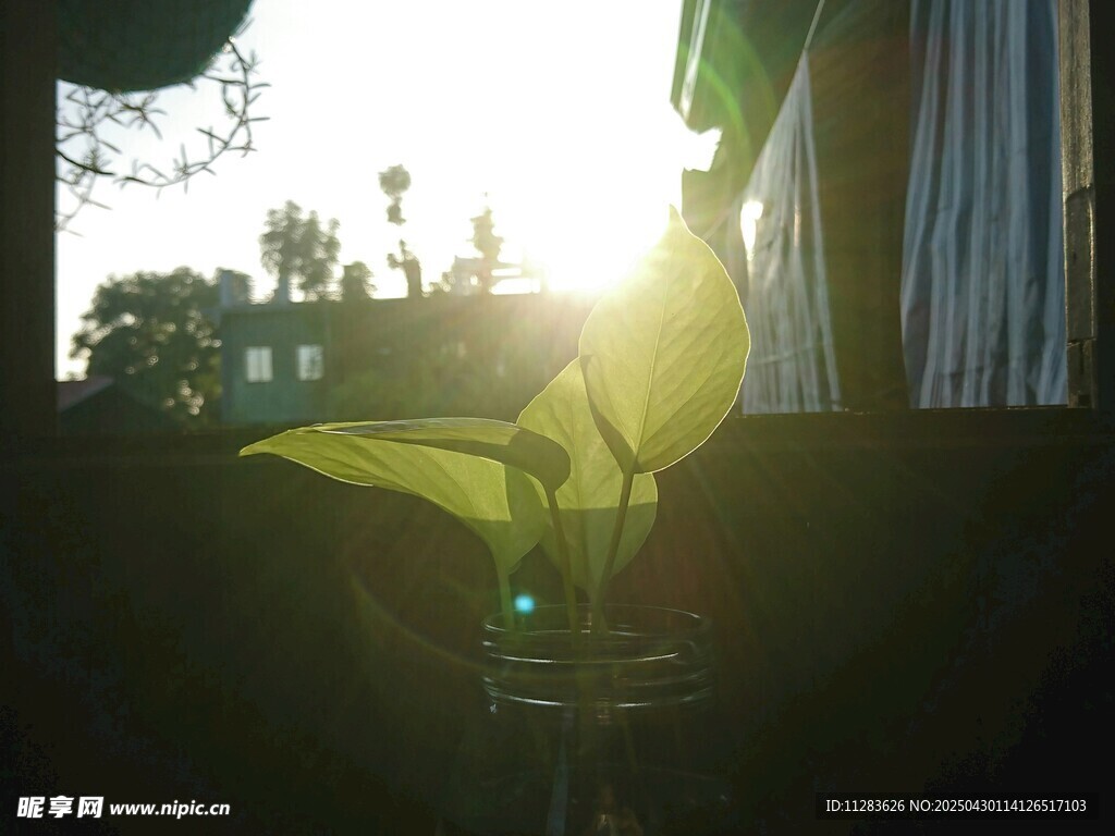 陽光下的綠植生機盎然