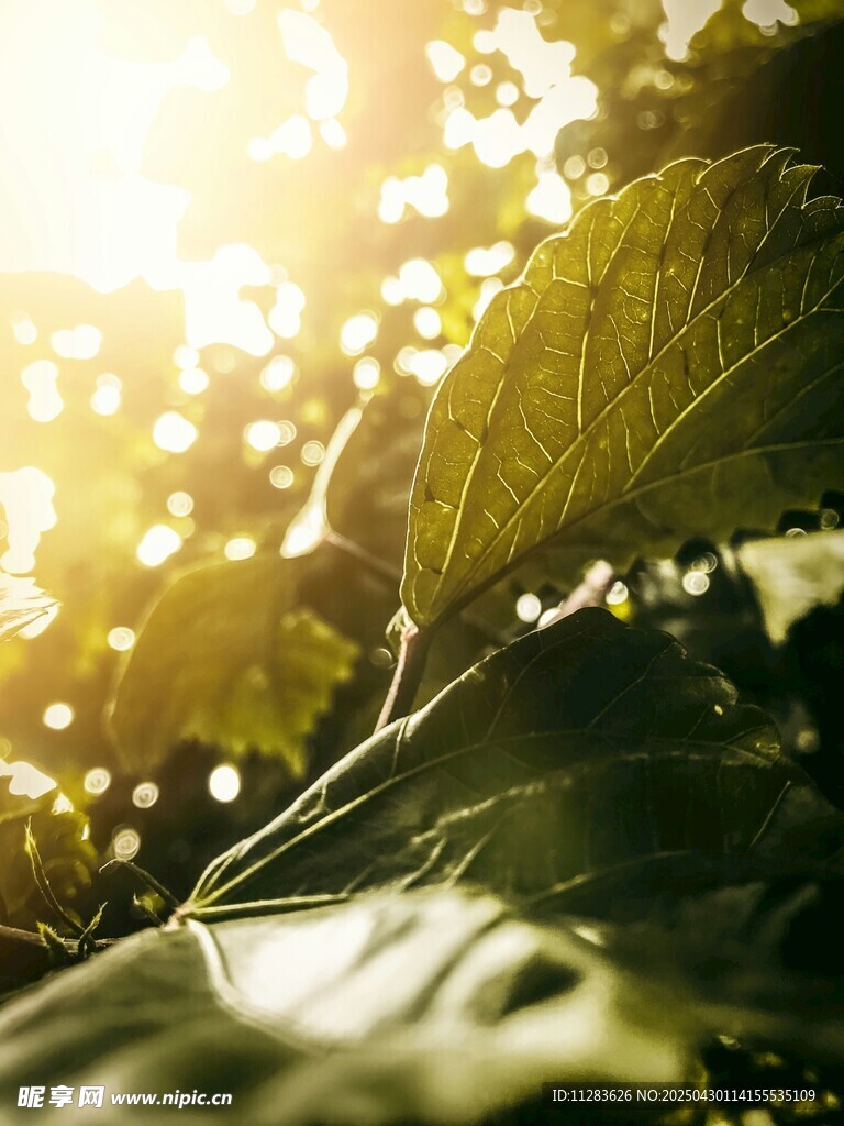 陽光灑落的翠綠葉片