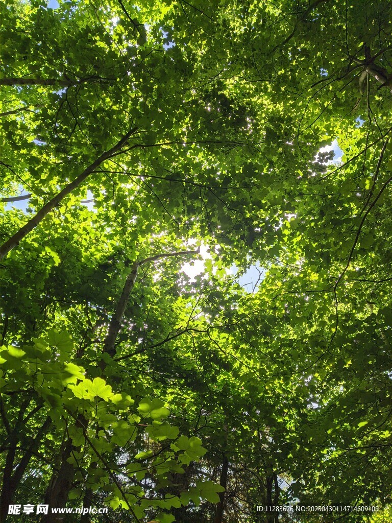 陽光灑落綠意盎然的樹林