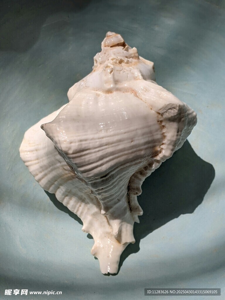獨特造型的精美海螺標本