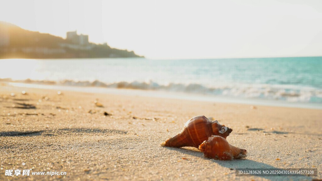 沙灘上的紅色海星