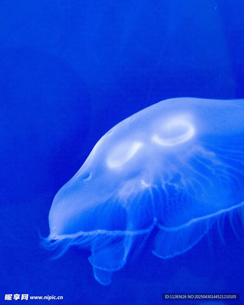 夢幻藍色水母特寫
