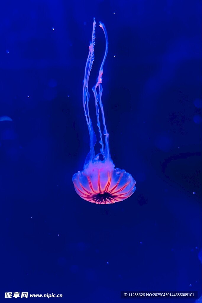 夢幻水母在深海中飄逸