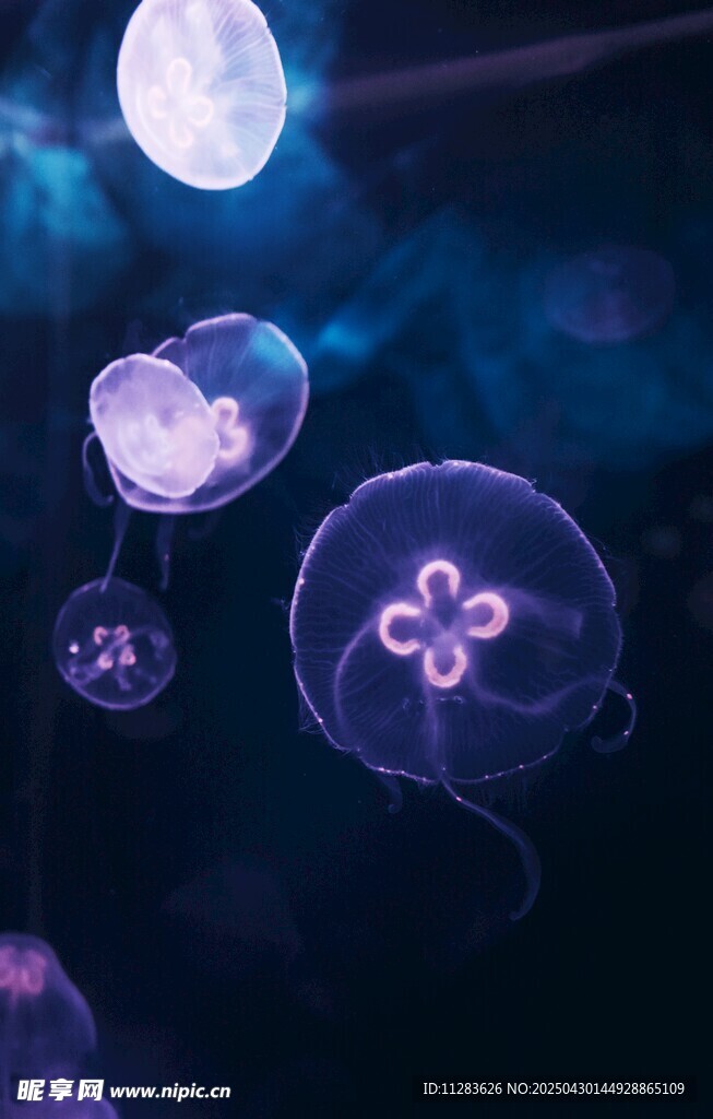 夢幻水母在水中輕盈漂浮