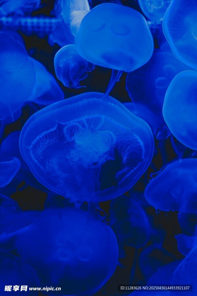 藍色水母群夢幻景象
