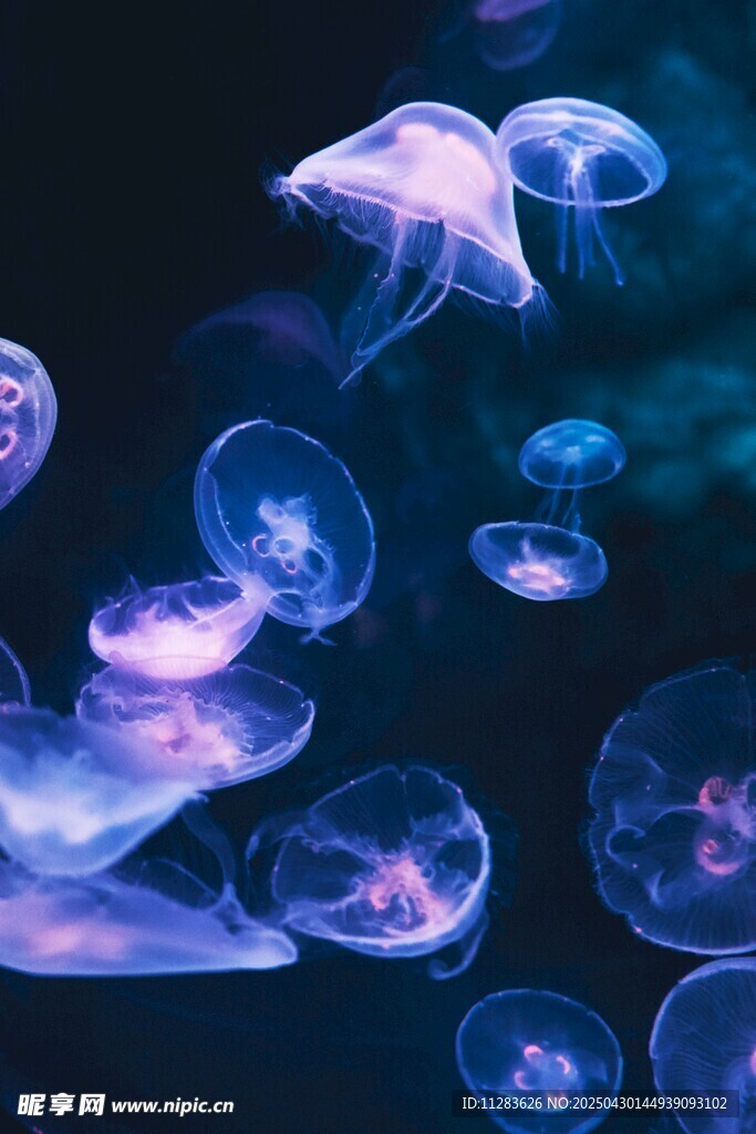 夢幻水母在水中輕盈舞動