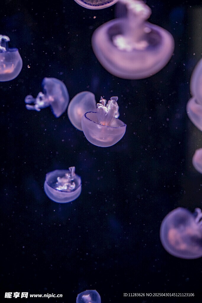 夢幻紫色水母水中漂浮