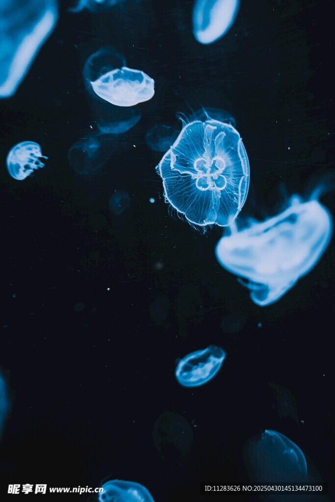 夢幻藍色水母在水中游動