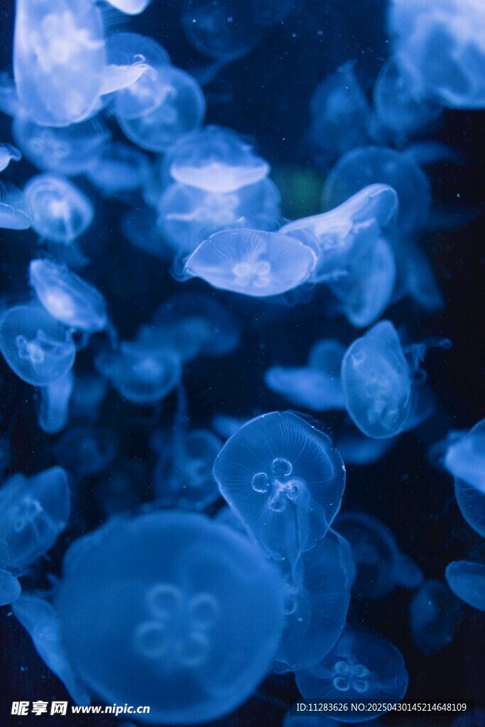 夢幻藍色水母群