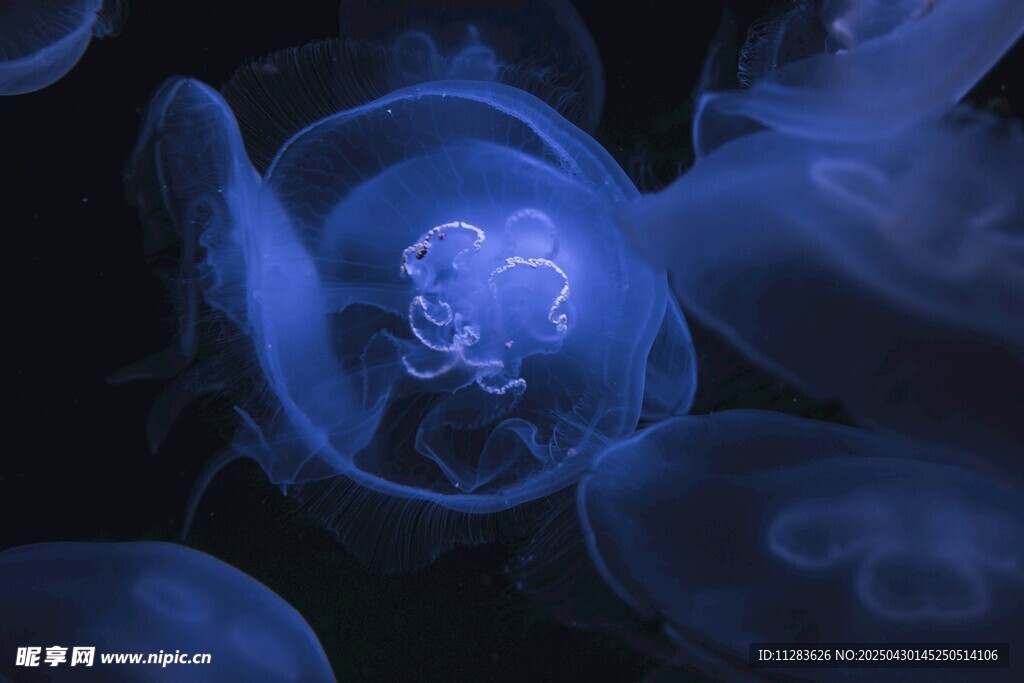 夢幻藍色水母綻放瞬間