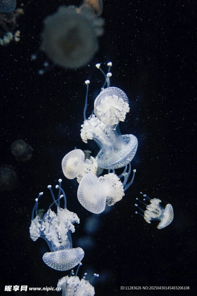 夢幻水母在水中優雅游動
