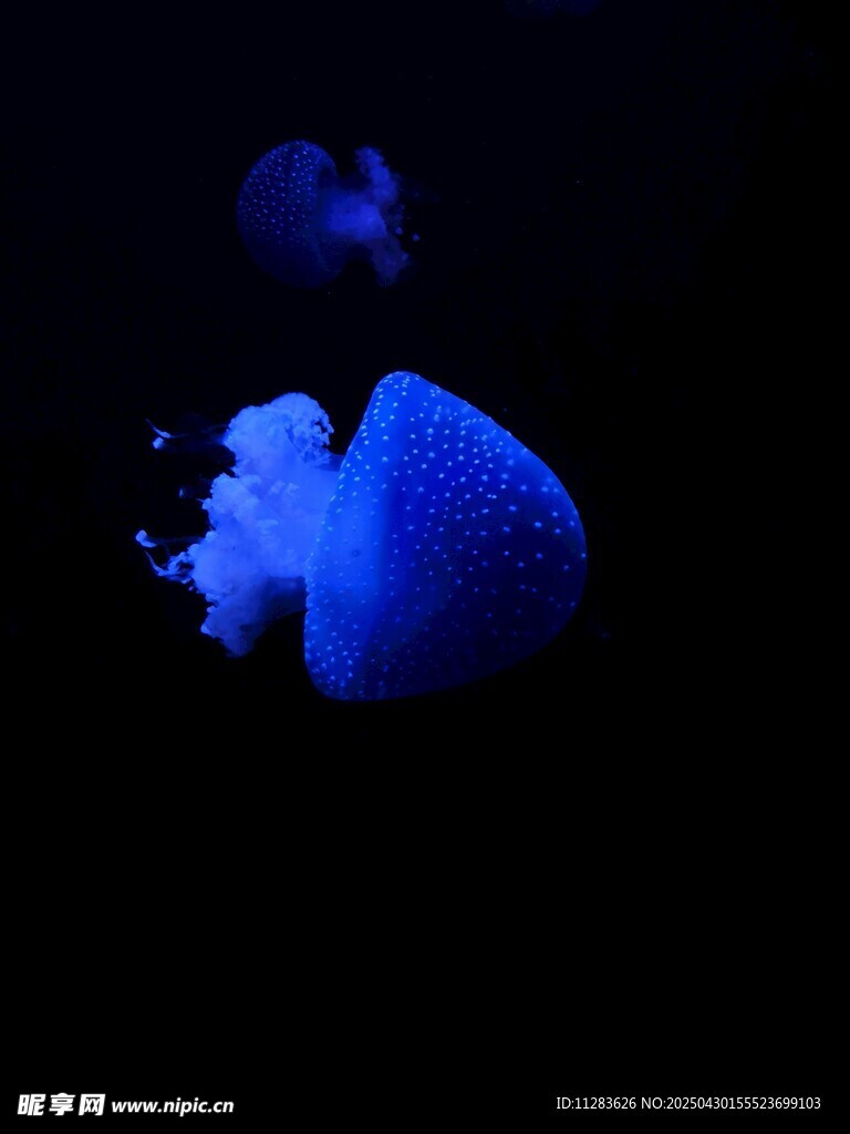 夢幻藍色水母在黑暗中游動