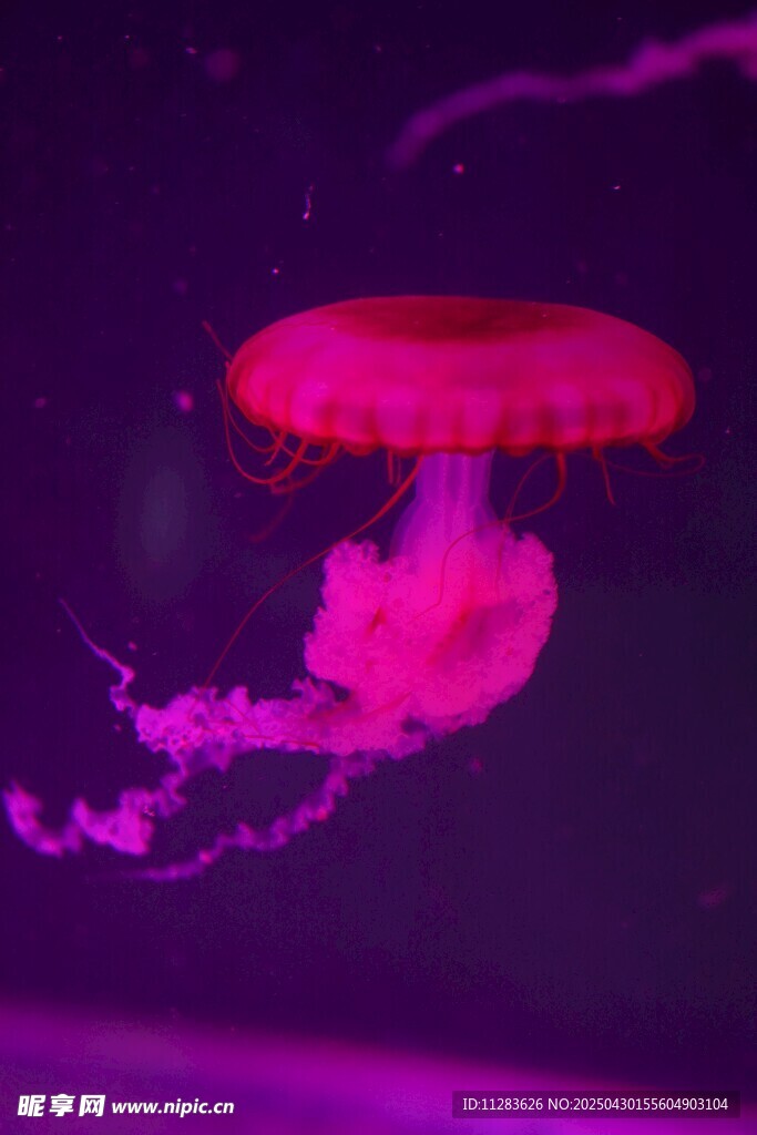 夢幻粉色水母在水中游動