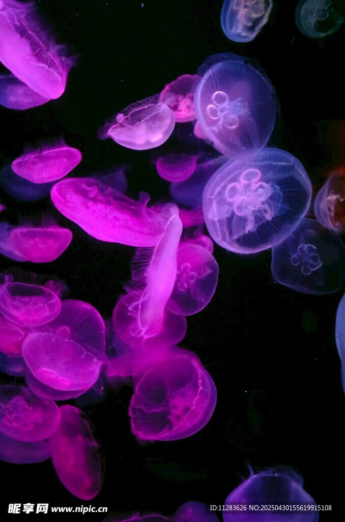 夢幻紫色水母在水中游動