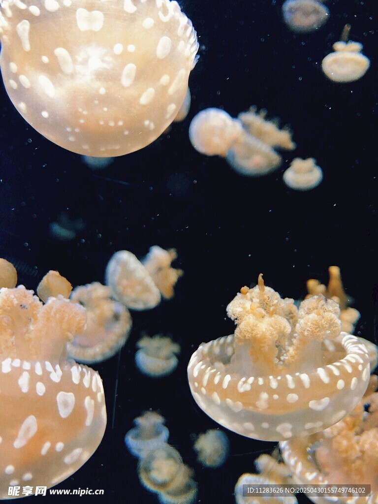 夢幻水母在水中悠然游動