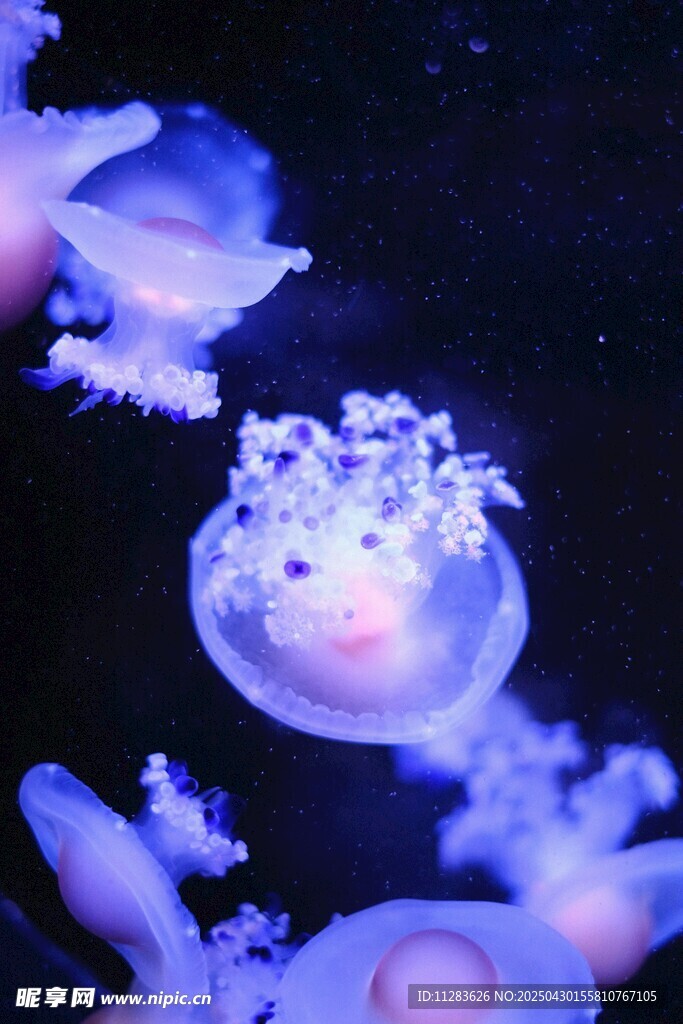 夢幻水母在水中悠然游動