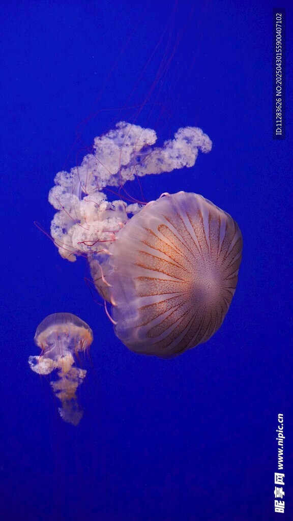 夢幻水母在藍色海洋中游弋