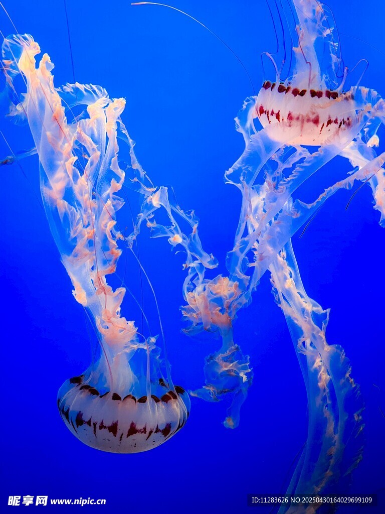 夢幻水母在藍色海洋中游弋
