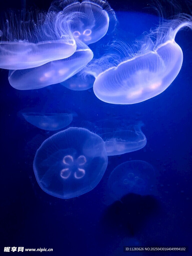 夢幻水母在深海中游動