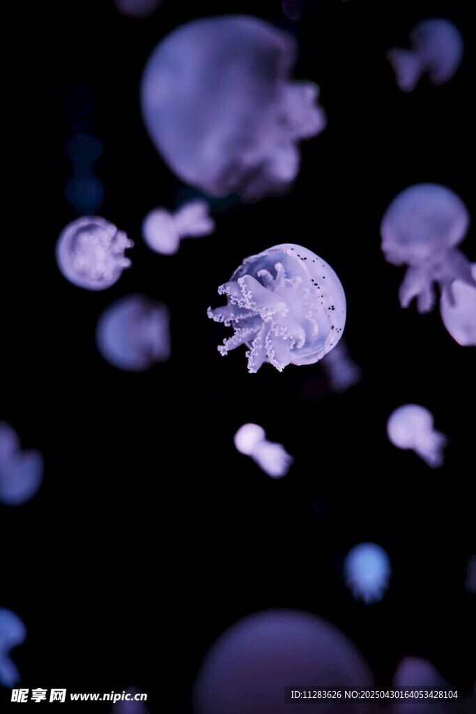 夢幻紫色水母在水中游動