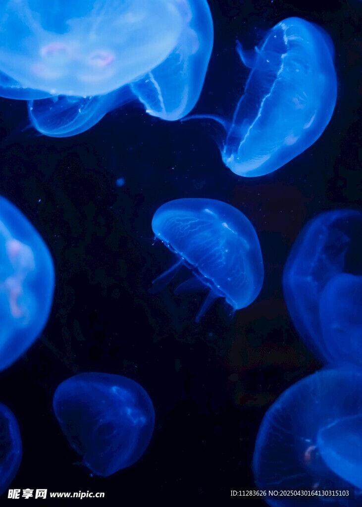 夢幻藍色水母群