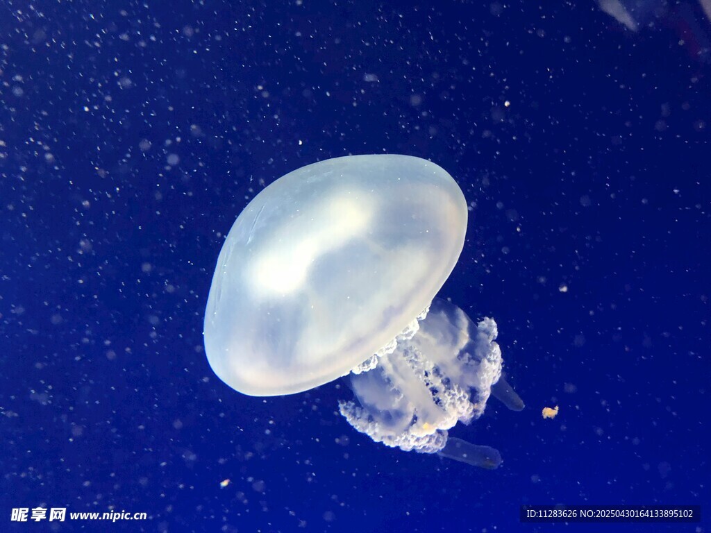 透明水母在藍色海洋中游動