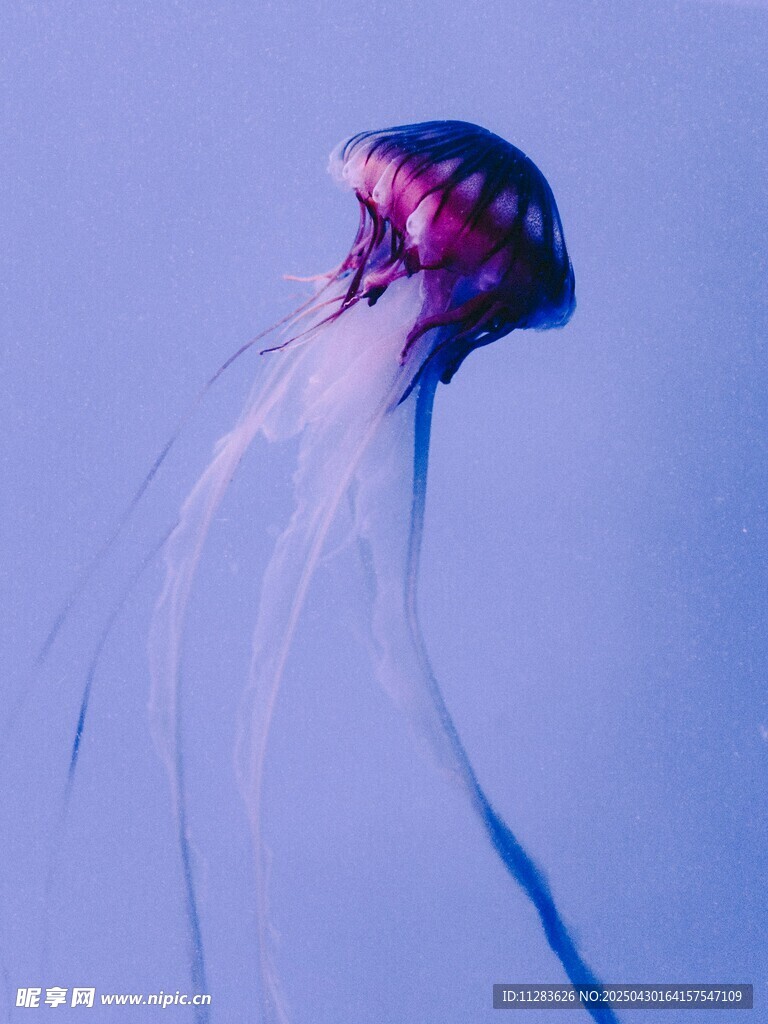 夢幻紫水母在水中飄逸