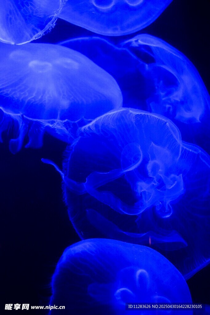 夢幻藍色水母群
