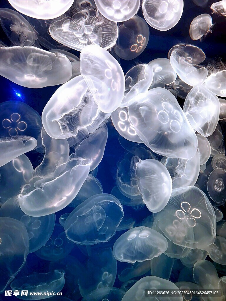 夢幻水母群在水中漂浮