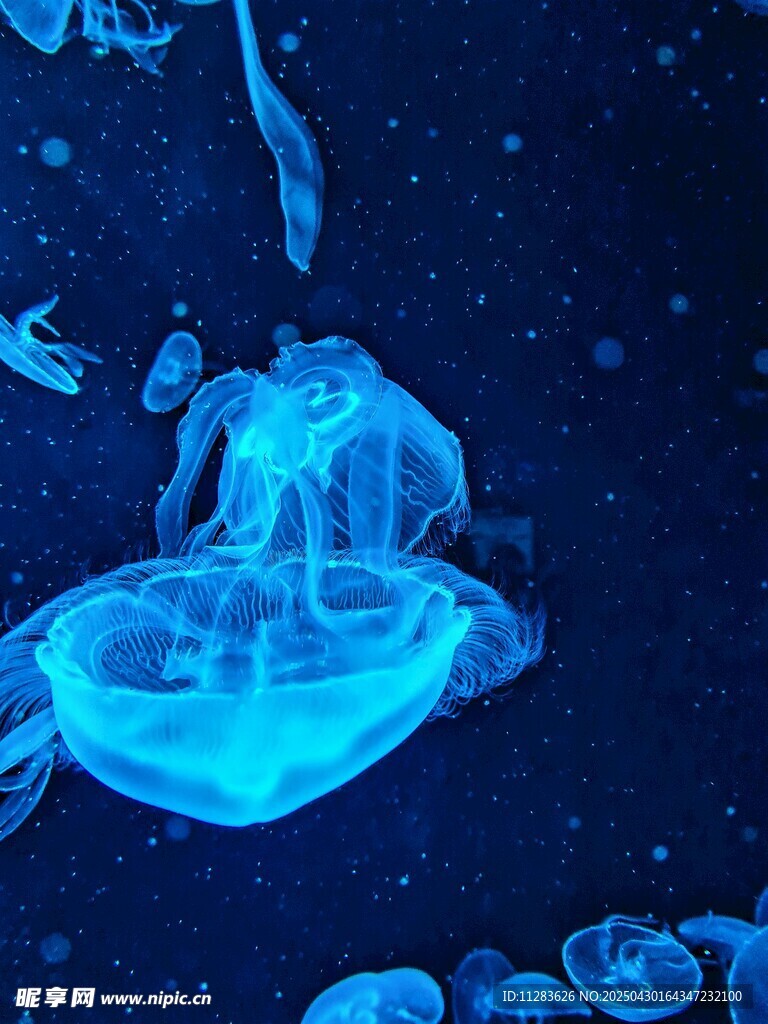 夢幻藍色水母在水中游動