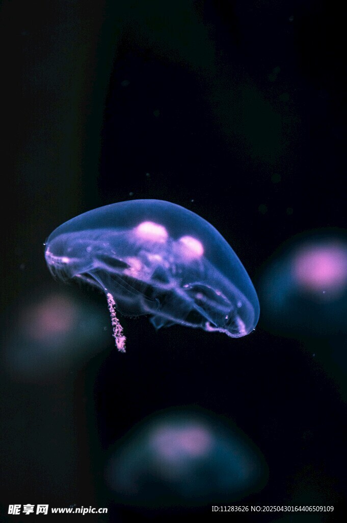 夢幻水母在水中輕盈游動