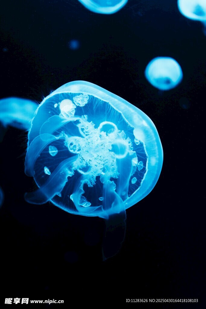 夢幻藍色水母在水中游動