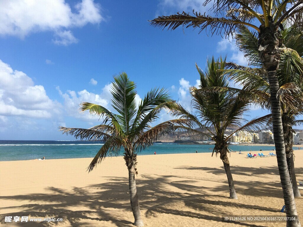 熱帶沙灘上的棕櫚樹美景