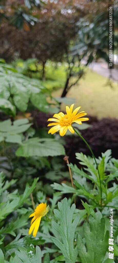綻放的黃色小花