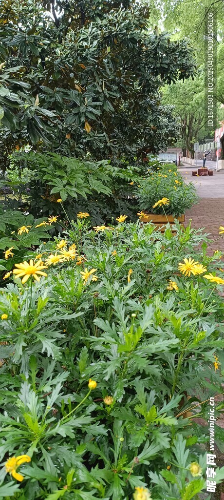 路邊盛放的黃色花卉景觀